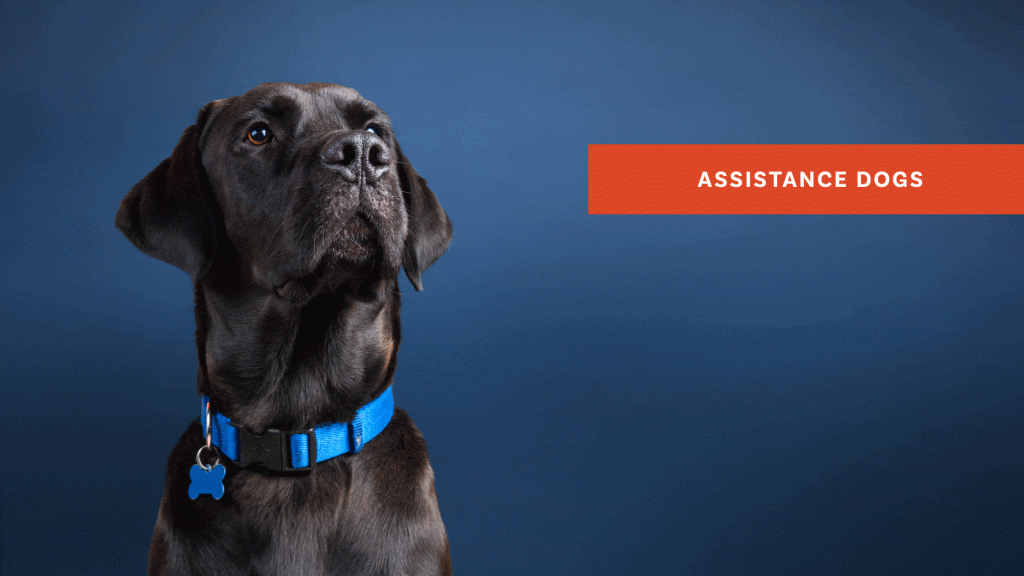Assistance Dogs