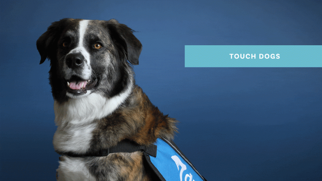Duo Touch Therapy Dogs