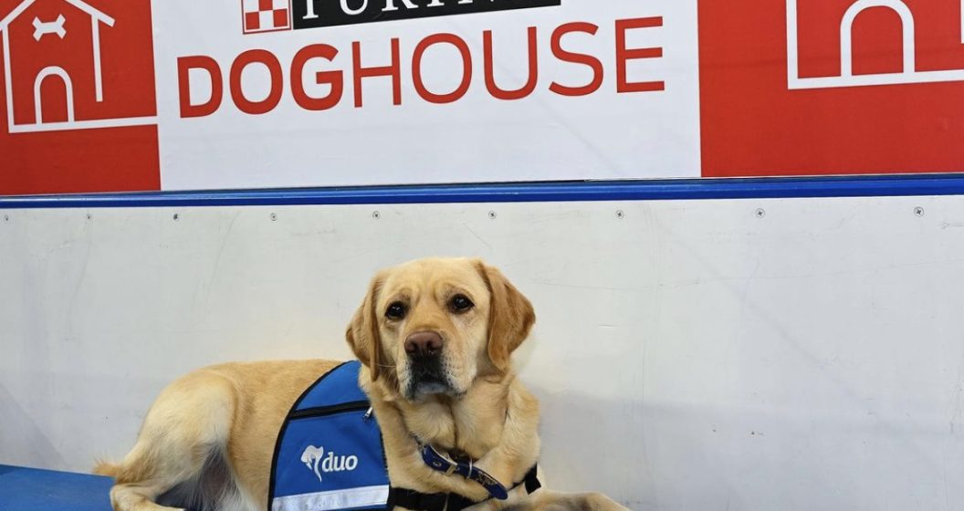 Blues Purina Dog House